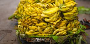 basket loaded with bunches of bananas