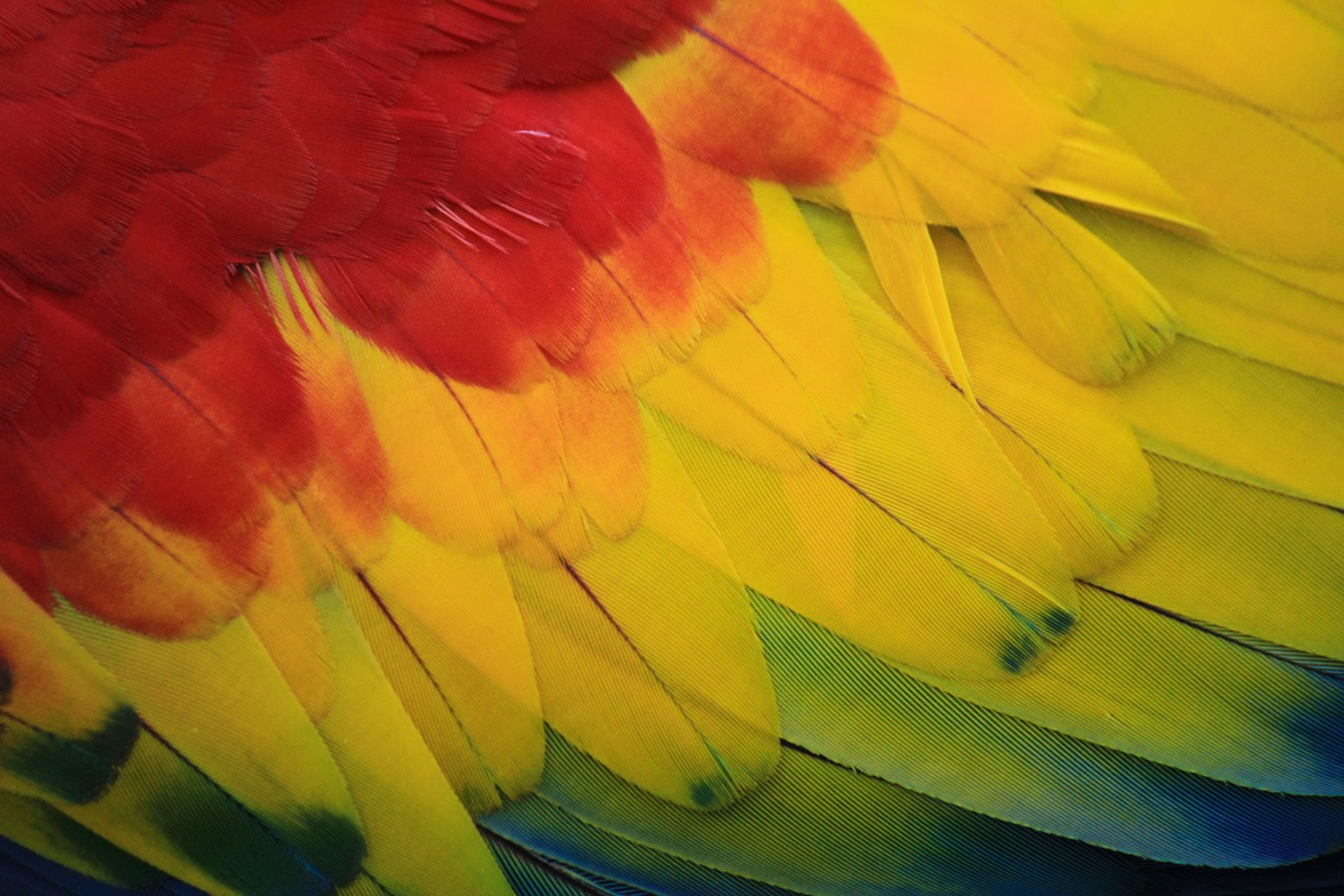 red, yellow, green, and blue feathers