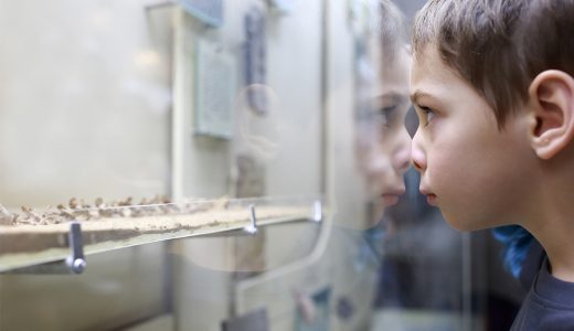child looking at a display case in a museum